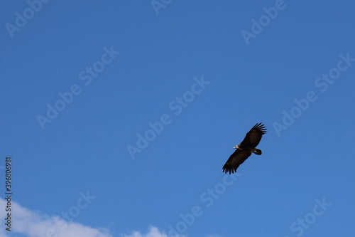 Kappengeier   Hooded vulture   Necrosyrtes manachus..