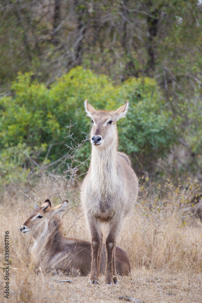 Large Waterbuck (Kobus ellipsiprymnus) cow with her calf. Large Waterbuck (Kobus ellipsiprymnus) cow with her calf.