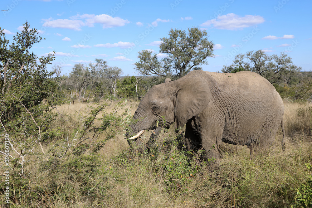 Afrikanischer Elefant / African elephant / Loxodonta africana