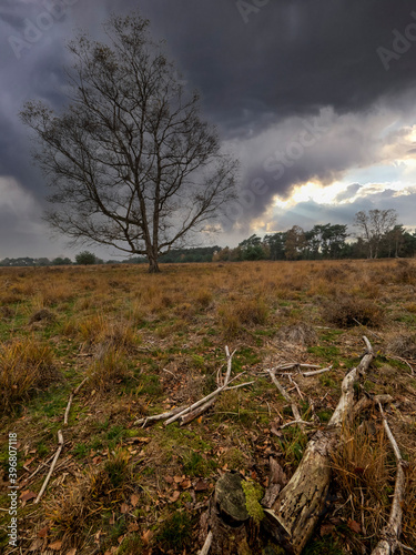 Nature reserve with heather and bare trees in Brabant Netherlands