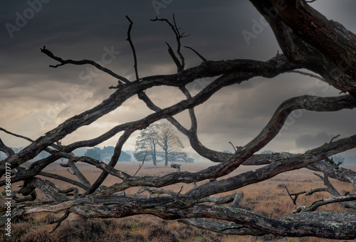 Nature reserve with heather and bare trees in Brabant Netherlands