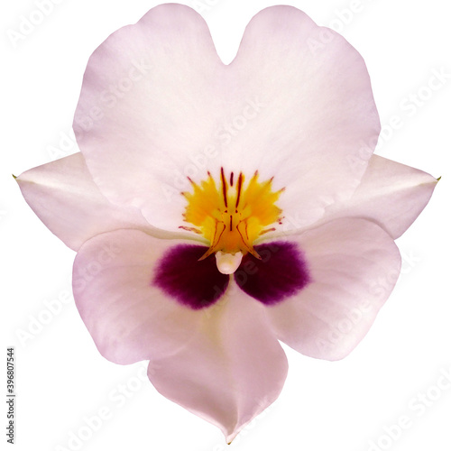 Light pink orchid flower on a white isolated background with clipping path. For design. Closeup. Nature.