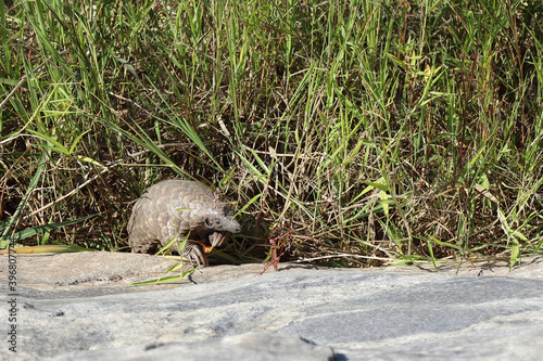 Steppenschuppentier / Ground pangolin or Cape pangolin/ Smutsia temminckii photo