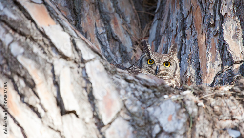 A Cape Eagle-owl (Bubo capensis) on her nest in the pearch of a tree photo