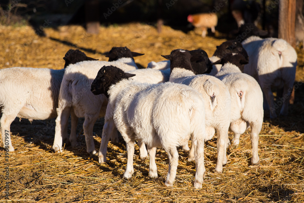 Dorper Sheep Rams on a dorper sheep stud farm in the Tankwa karoo in South Africa Dorper Sheep Rams on a dorper sheep stud farm in the Tankwa karoo in South Africa