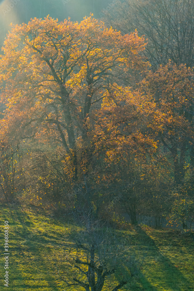 Baumwipfel des Mischwaldes im Herbst Baumwipfel des Mischwaldes im Herbst