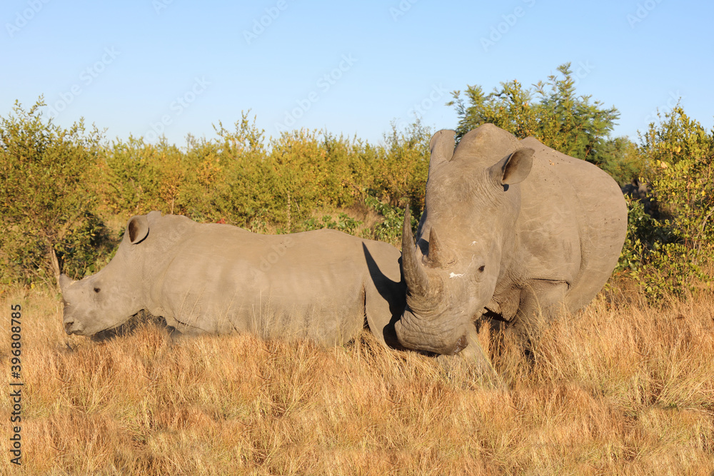 Breitmaulnashorn / Square-lipped Rhinoceros / Ceratotherium Simum Breitmaulnashorn / Square-lipped Rhinoceros / Ceratotherium Simum