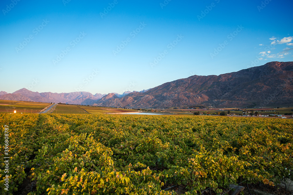 Wide angle view over the vineyards in De Doorns in the western Cape of South Africa in autumn colours