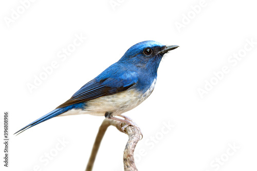 blue bird with white belly and large eyes perching on thin vine isolated on white background © prin79