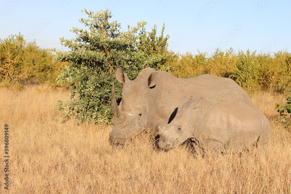 Breitmaulnashorn / Square-lipped Rhinoceros / Ceratotherium Simum Breitmaulnashorn / Square-lipped Rhinoceros / Ceratotherium Simum