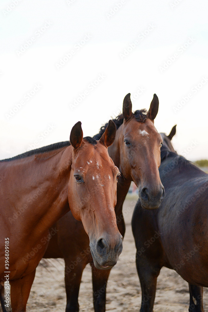 two horses in paddock looking at the camera