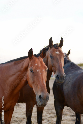 two horses in paddock looking at the camera