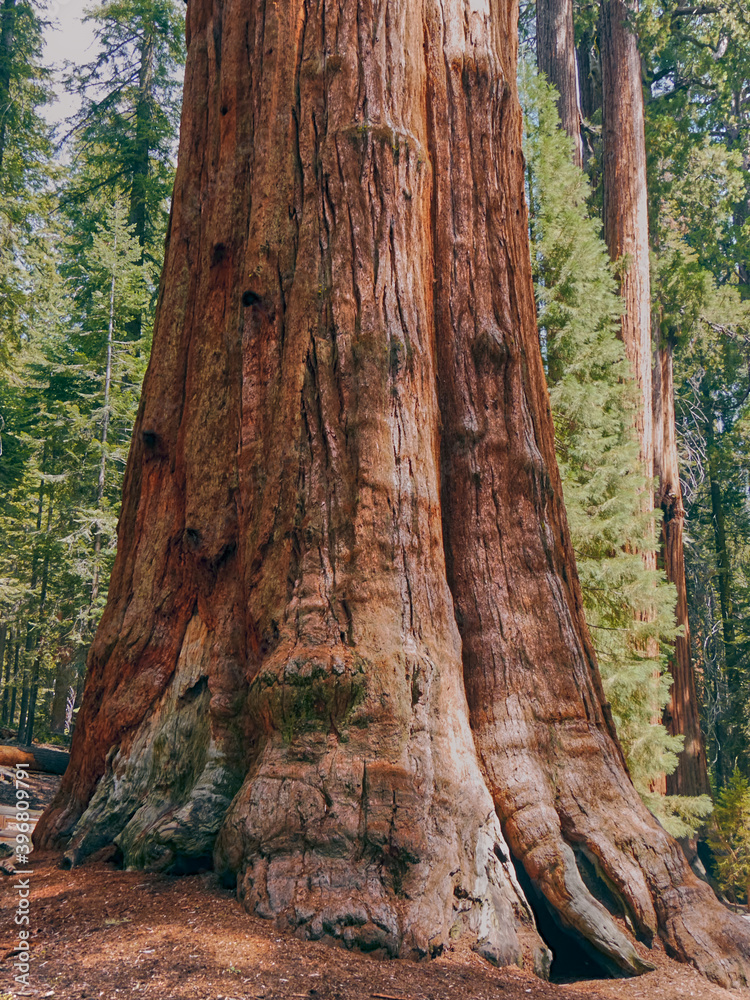 Trunk of the General Sherman Tree, the largest Tree in the world, Giant Sequoia Tree, Sequoia National Park, California Trunk of the General Sherman Tree, the largest Tree in the world, Giant Sequoia Tree, Sequoia National Park, California