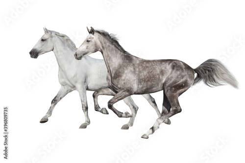 White Horses run gallop isolated on white backround