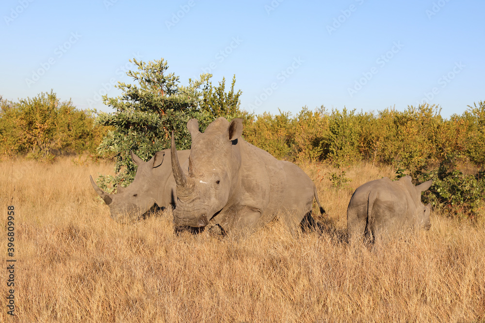 Breitmaulnashorn / Square-lipped Rhinoceros / Ceratotherium Simum Breitmaulnashorn / Square-lipped Rhinoceros / Ceratotherium Simum