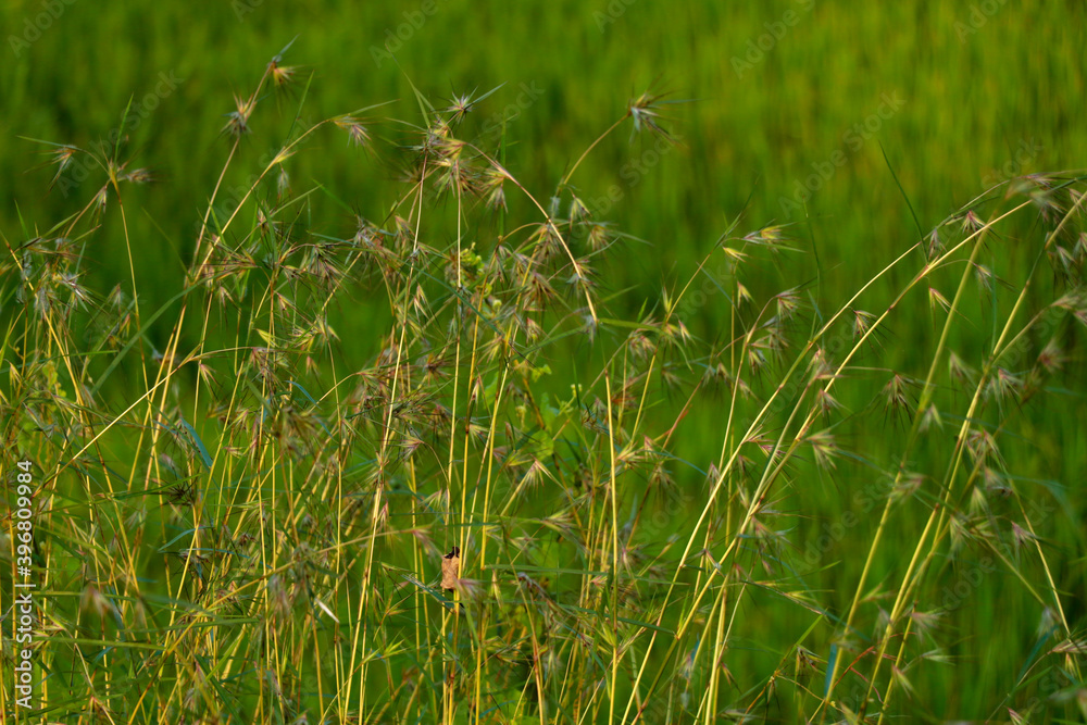 Weed grass against paddy field, selective focus Weed grass against paddy field, selective focus