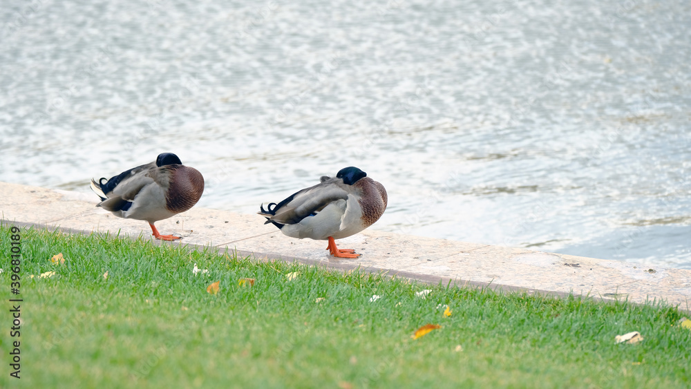 Duck on the city pond. Background image for web design
Duck on the city pond. Background image for web design