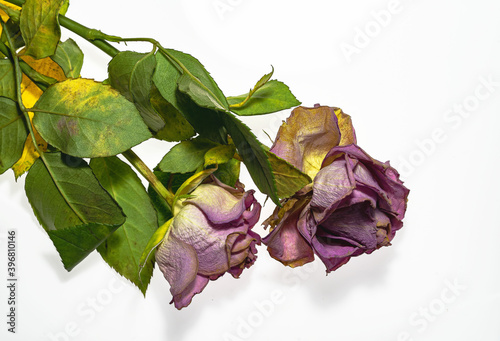 Rosenblüten