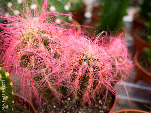 Various colored cacti plants in a greenhouse. Collorfull cacti on the shelf in the store. Decorative small cacti in small pots of different types. Plants background