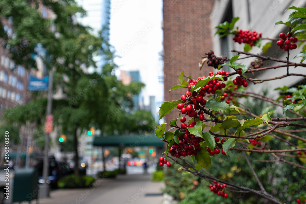 Red Berries on a Bush along an Urban Sidewalk in Midtown Manhattan of New York City Red Berries on a Bush along an Urban Sidewalk in Midtown Manhattan of New York City