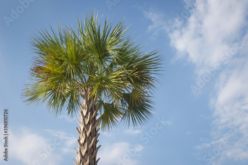 Palm Tree with Blue Sky 