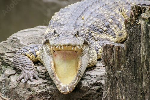 Crocodile lying and open the mouth by the lake