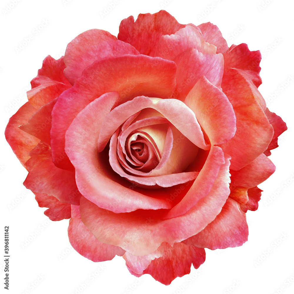 red rose flower on white isolated background with clipping path. Closeup. For design. Nature. red rose flower on white isolated background with clipping path. Closeup. For design. Nature.