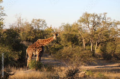 Photography Giraffe / Giraffe / Giraffa Camelopardalis