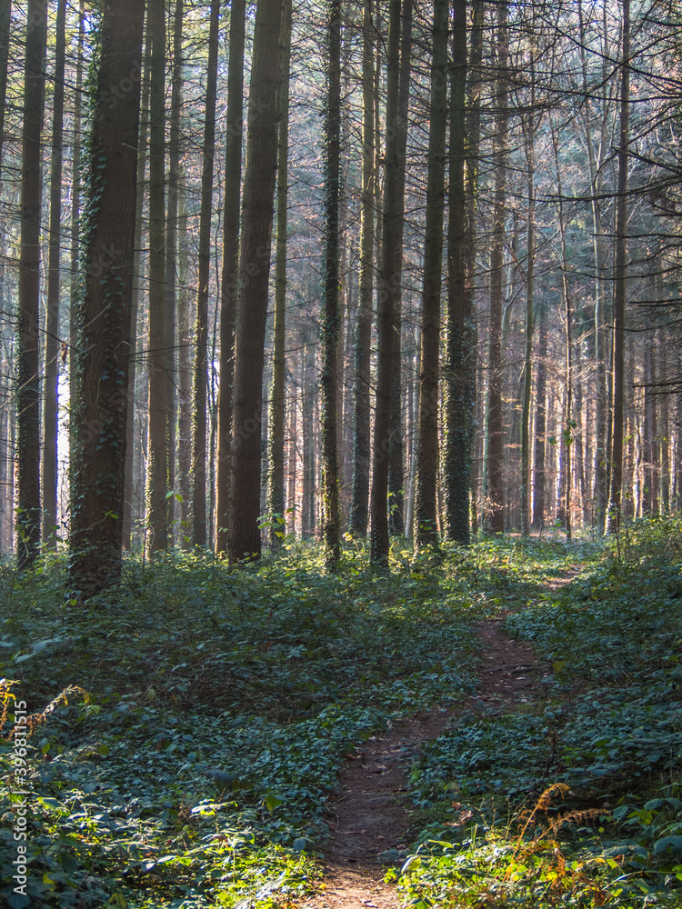 Obraz premium Pfad durch den Wald