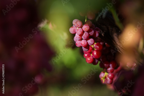 Close up of bunches of bright red and sweet table grapes in a vineyard in De Doorns in the Hexriver valley of South Africa