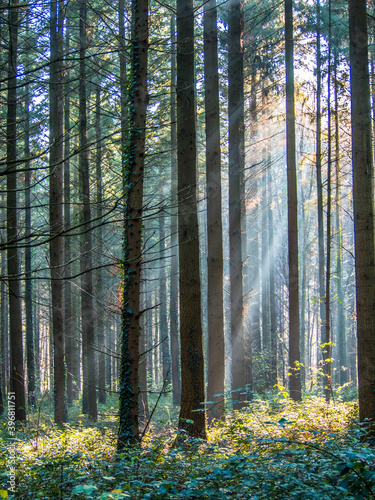 Sonnenstrahlen im Wald