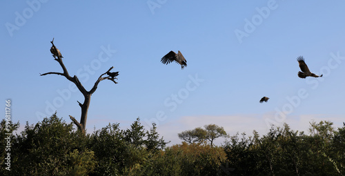 Wei  r  ckengeier   White-backed Vulture   Gyps africanus