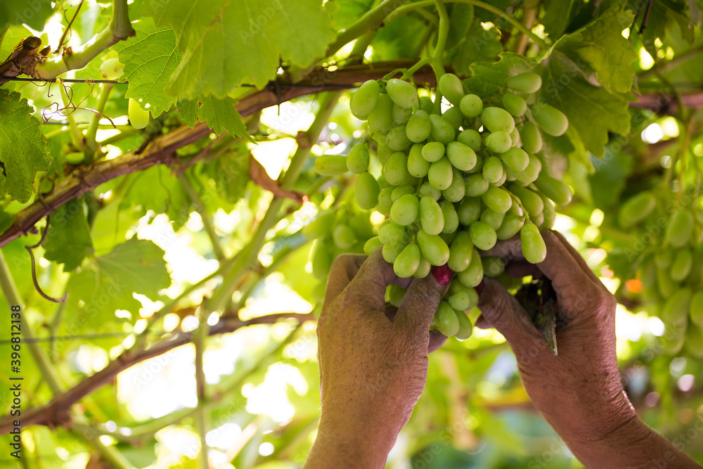 A Close Up view of womans hand cutting out the bad grapes from a bunch of export table grapes in De Doorns in the Hexriver valley of South Africa