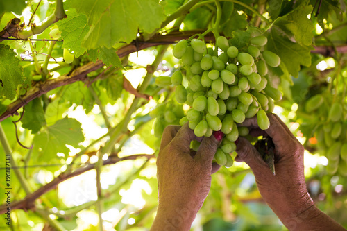 A Close Up view of womans hand cutting out the bad grapes from a bunch of export table grapes in De Doorns in the Hexriver valley of South Africa photo