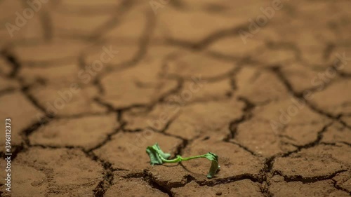 dying plant in dry soil timelapse, drought concept. climate change and global warming. environment, nature, earth. impact on agriculture. bad harvest, water scarcity, lack of fresh water resources