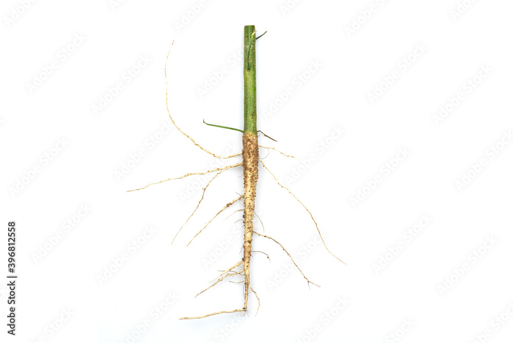 Fototapeta premium Roots of tree isolated on white background.