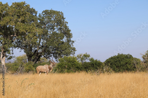 Großer Kudu / Greater Kudu / Tragelaphus strepsiceros. © Ludwig