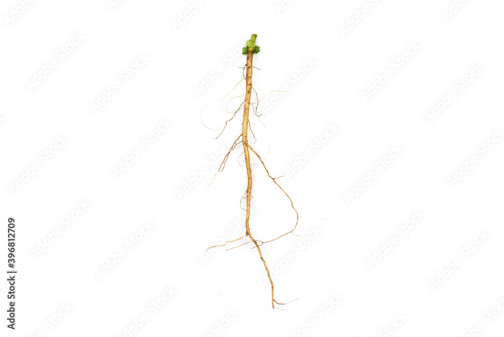 Roots of tree isolated on white background. Roots of tree isolated on white background.