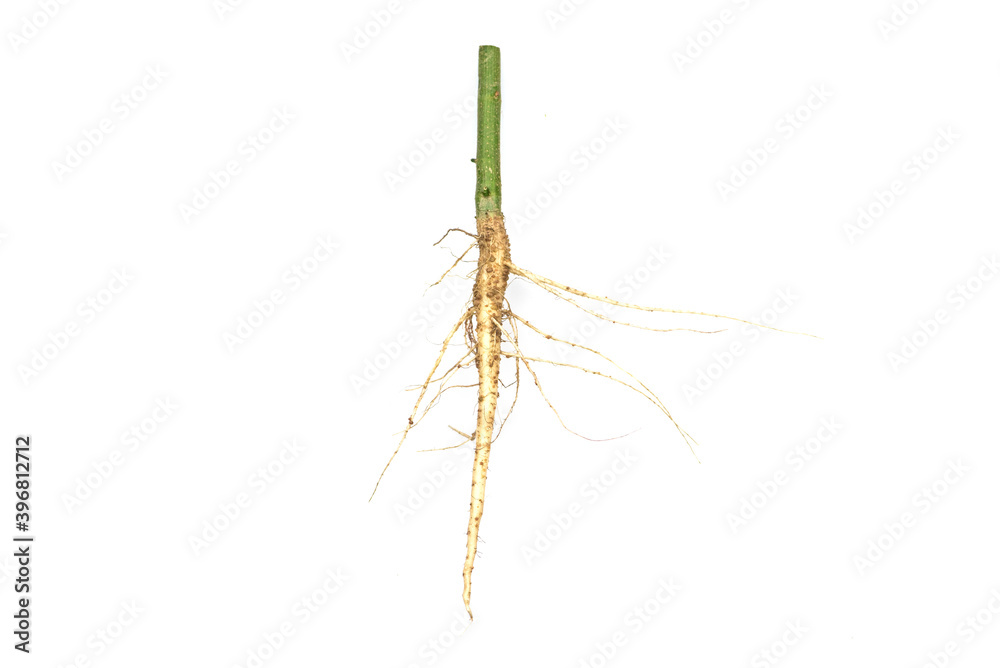 Roots of tree isolated on white background. Roots of tree isolated on white background.