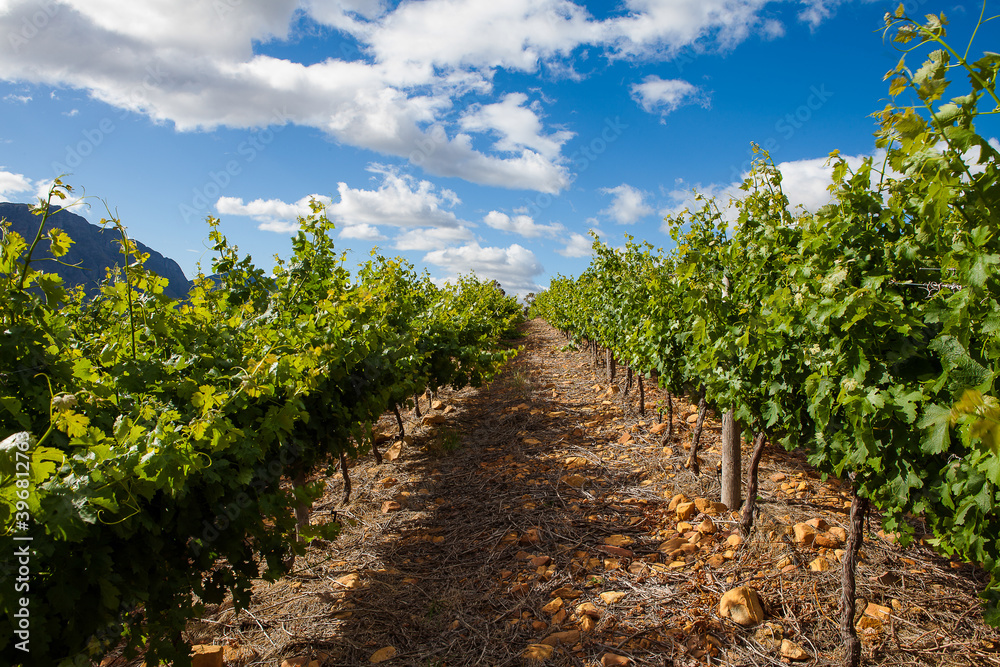 Panoramic views over the vineyards of the Slanghoek Valley in the Breede Valley in the Western Cape of South Africa. It is a well know wine region in South Africa with some award winning wines. Panoramic views over the vineyards of the Slanghoek Valley in the Breede Valley in the Western Cape of South Africa. It is a well know wine region in South Africa with some award winning wines.