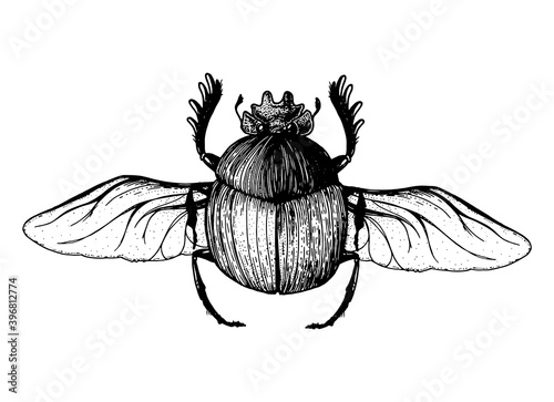 Scarab beetle sketch illustration. Hand drawn. Vintage illustration.
