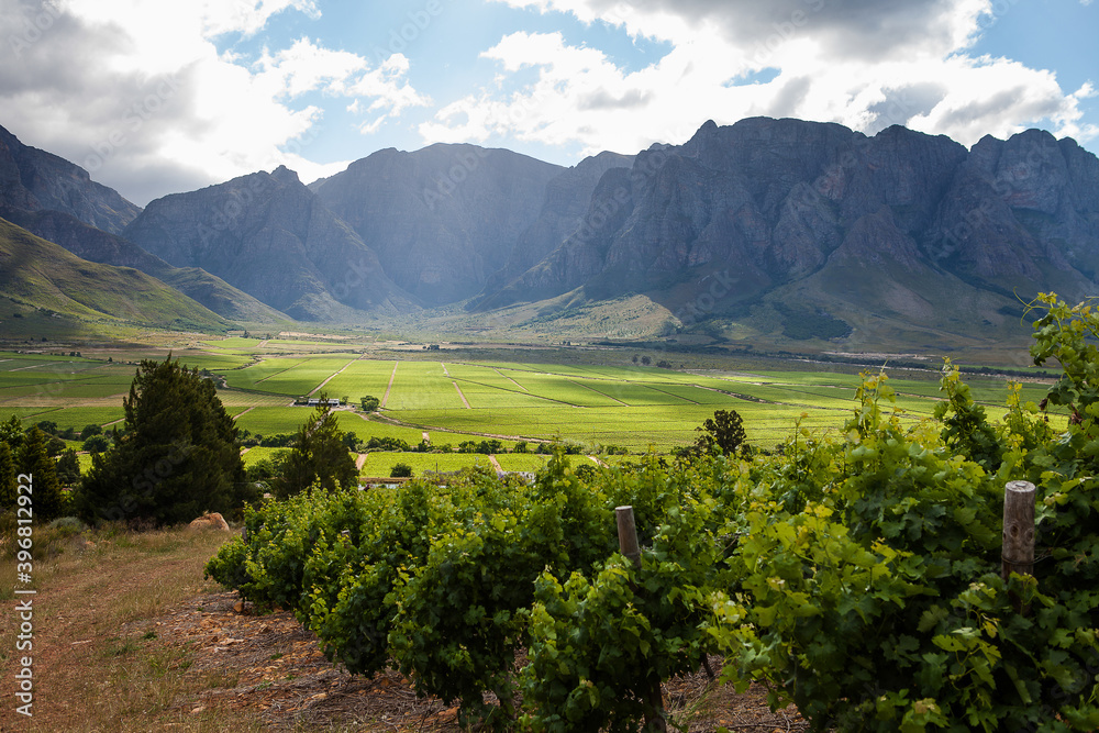 Panoramic views over the vineyards of the Slanghoek Valley in the Breede Valley in the Western Cape of South Africa. It is a well know wine region in South Africa with some award winning wines.