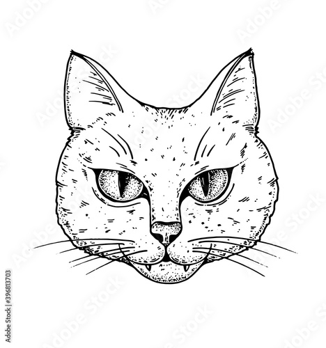 Cat face sketch, vector illustration. Hand drawn. Cat angry portrait. Vector illustration.