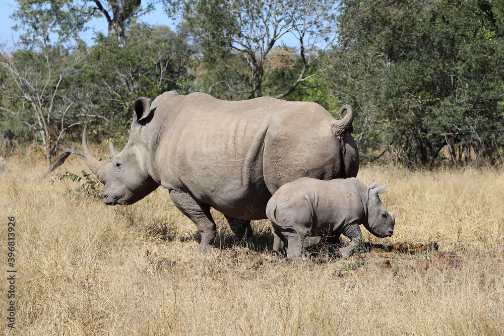 Naklejka premium Breitmaulnashorn / Square-lipped Rhinoceros / Ceratotherium Simum