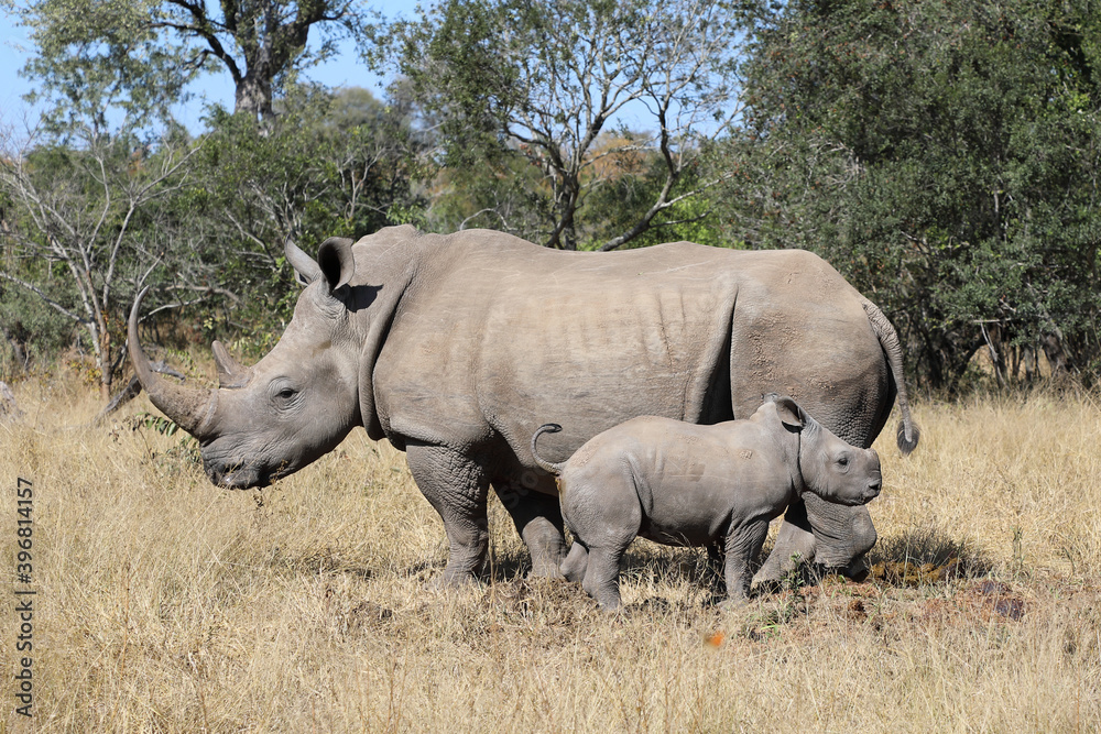 Breitmaulnashorn / Square-lipped Rhinoceros / Ceratotherium Simum Breitmaulnashorn / Square-lipped Rhinoceros / Ceratotherium Simum