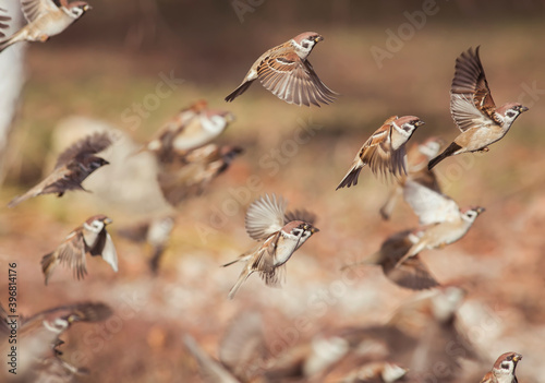  flock of small birds sparrows soars up into the sky in a Sunny spring garden © nataba
