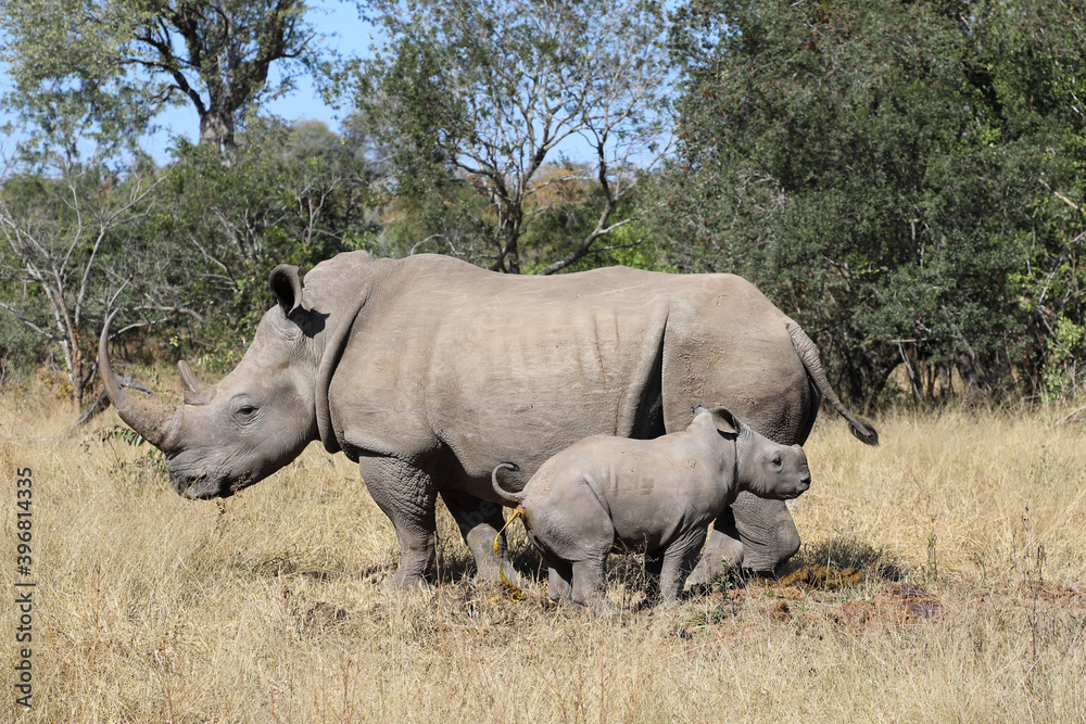 Breitmaulnashorn / Square-lipped Rhinoceros / Ceratotherium Simum Breitmaulnashorn / Square-lipped Rhinoceros / Ceratotherium Simum