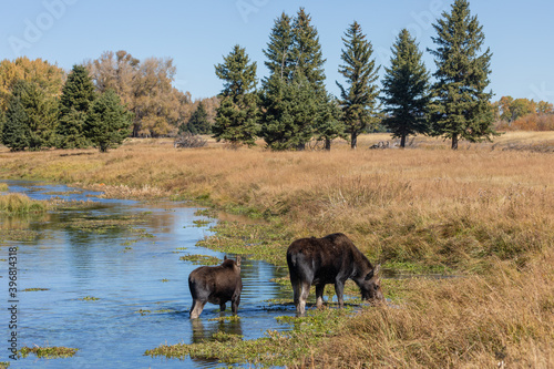 Cow and Calf Moose in Pond in Wyoming in Autumn