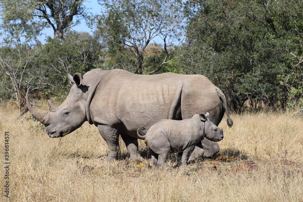 Breitmaulnashorn / Square-lipped Rhinoceros / Ceratotherium Simum Breitmaulnashorn / Square-lipped Rhinoceros / Ceratotherium Simum