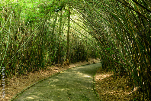 Caminho no bambuzal